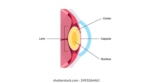 Human eye anatomical poster. Scheme of lens, capsule, cortex and nucleus. Medical flat vector illustration of human visual system. Eyeball banner for clinic or education