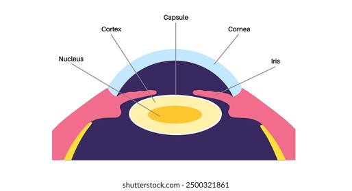 Human eye anatomical poster. Scheme of lens, capsule, cortex and nucleus. Medical flat vector illustration of human visual system. Eyeball banner for clinic or education
