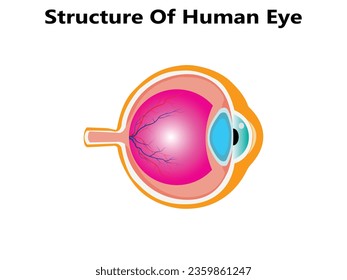 Human eye anatomy, beautiful colorful medical illustration