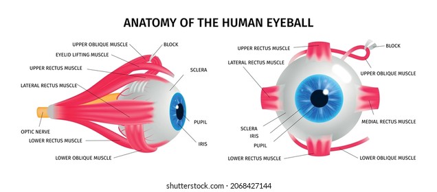 Human eye anatomy concept set with vision muscle symbols isometric isolated vector illustration