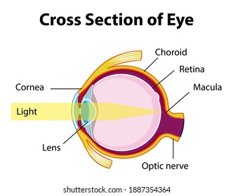 Human eye anatomy with cross section of eye diagram illustration