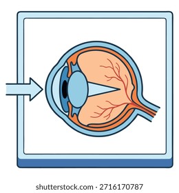 Anatomía del ojo humano Sección transversal con lente Retina y nervio óptico Ilustración médica de diseño plano