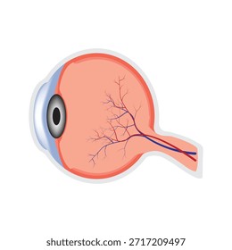 Ilustración médica de la sección transversal de la anatomía del ojo humano que muestra el globo ocular, la retina y el nervio óptico.
