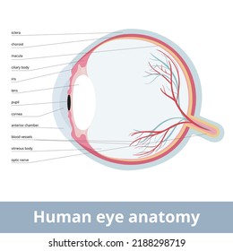 27,286 Cornea Images, Stock Photos & Vectors | Shutterstock