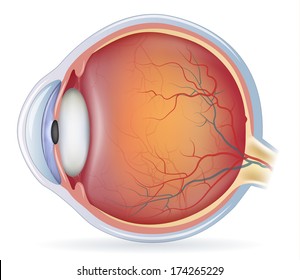 Human eye anatomy, detailed illustration. Isolated on a white background.