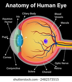 Anatomía del ojo humano, ilustración etiquetada detallada sobre un fondo negro.