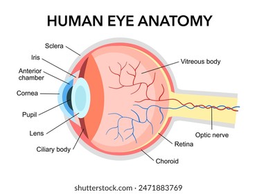 Human eye anatomy diagram in flat design on white background.