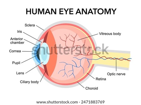 Human eye anatomy diagram in flat design on white background.