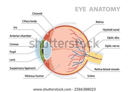 Human eye anatomy diagram. Flat vector poster on white background.
