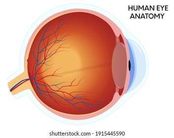 Human Eye Anatomy Diagram, Medical Educational Cross Section Illustration. Isolated On A White Background.