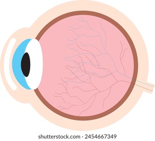  Human eye anatomy diagram, medical educational cross section illustration.