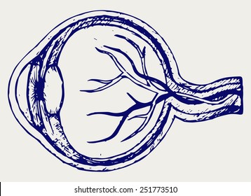 Human eye anatomy. Doodle style