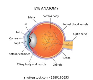 Human eye anatomy illustration with description on white background
