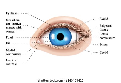 Human eye anatomy illustration. Parts of the eye, labeled vector illustration diagram. Eyelid, eyelashes, pupil, lacrimal gland and other anatomical parts. Realistic 3d vector isolated