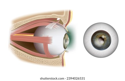 Infografía de anatomía ocular humana. Músculos Extraoculares De Ojos Humanos. Oftalmología. Estructura Músculos de los ojos en vista lateral.