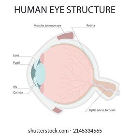 Human eye anatomy infographic. Eye structure. Vector graphic illustration.