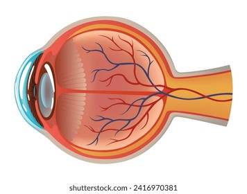 Human eye anatomy infographics with inside structure realistic vector poster illustration