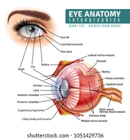 Human eye anatomy infographics with outside view and organ inside structure on white background realistic vector illustration