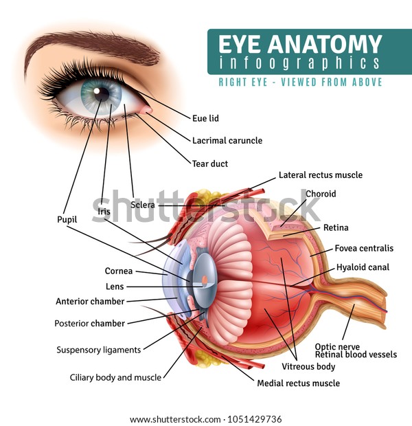 Human eye anatomy infographics with outside\
view and organ inside structure on white background realistic\
vector illustration