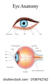 The human eye anatomy isolated on white background. Vector illustration.