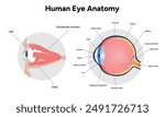 Human Eye Anatomy, medical diagram, Structure of human eye