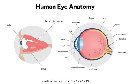 Human Eye Anatomy, medical diagram, Structure of human eye