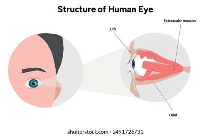 Human Eye Anatomy, medical diagram, Structure of human eye