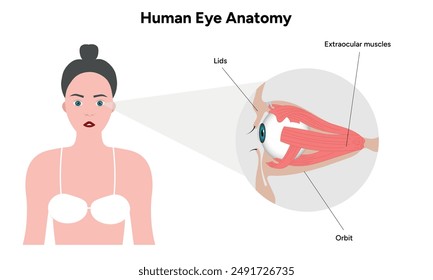 Human Eye Anatomy, medical diagram, Structure of human eye