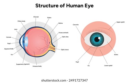 Human Eye Anatomy, medical illustration infographic