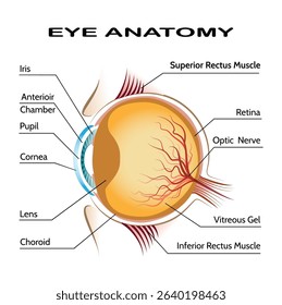 Human Eye Anatomy. Medical infographics. Human eye anatomy. Labeled sagittal section of the eye showcasing orbital vasculature, including key arteries, veins, and adjacent anatomical structures. 003