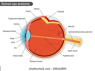 Human eye anatomy, with names