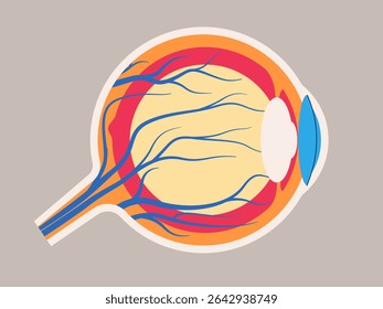 anatomia do olho humano sem componentes do rótulo, como a lente da íris da córnea retina nervo óptico médico educacional