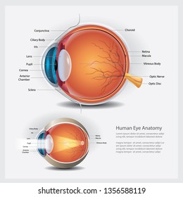 Human Eye Anatomy and Normal Lens Vector Illustration