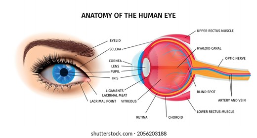 Human eye anatomy poster with eyelid and optic nerve symbols isometric vector illustration 