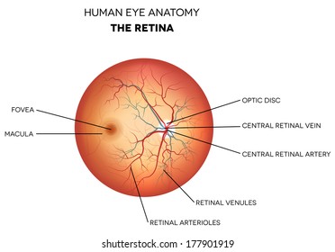 Human eye anatomy, retina, optic disc artery and vein etc. detailed illustration. 