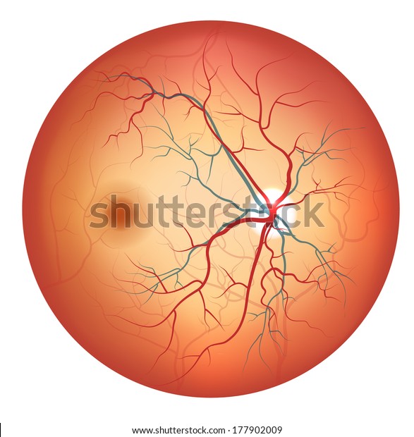 Human eye anatomy, retina, optic disc\
artery and vein etc. detailed illustration.\
