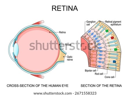 Human eye anatomy. Retina structure. Cross-section of the eye. Cells in section of the retina. Detailed vector poster