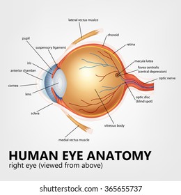 Human eye anatomy, right eye viewed from above