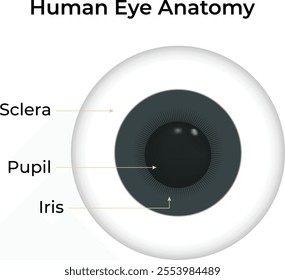 Human Eye Anatomy Science Design Vector Illustration Diagram