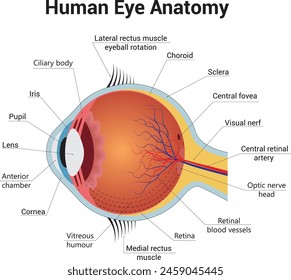 Human Eye Anatomy Science Vector Design