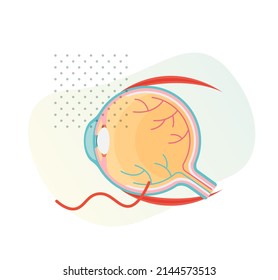 Human Eye Anatomy Section - Illustration as EPS 10 File