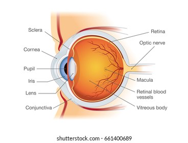 Human eye anatomy in side view. Illustration about medical and science.