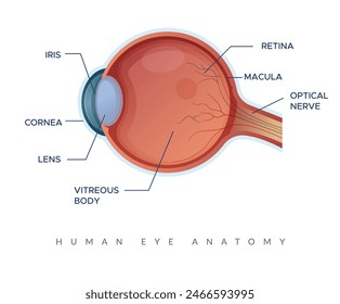 Human Eye Anatomy - Stock Illustration  as EPS 10 File