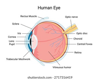 Anatomía del ojo humano. Estructura ocular. Diagrama para la educación y el uso médico.  Ilustración vectorial

