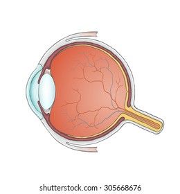 Human eye. Anatomy. Structure of the eyeball. Stock Vector.