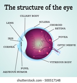 Human eye anatomy structure.Medical infographics for ophthalmology clinic,vector illustration.Iris,pupil,lens,nerve,macula,retina,cornea on eye anatomy for optometry clinic.Medical infographics