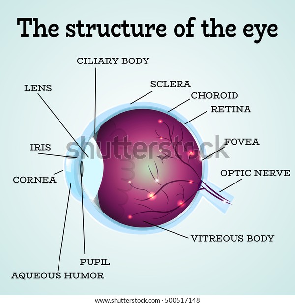 人間の眼の解剖構造 眼科クリニックの医療インフォグラフィックス ベクターイラスト 虹彩 瞳 レンズ 神経 黄斑 網膜 検眼クリニックの眼の解剖学 医療インフォグラフィックス のベクター画像素材 ロイヤリティフリー 500517148