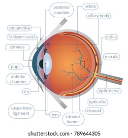 Human eye anatomy vector design illustration isolated on white background