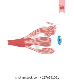 Human eye anatomy vector illustration. Organs for surgeries and transplantation. Colorouful flat design isolated on white background, hand-drawn style.