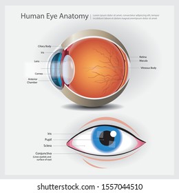 Human Eye Anatomy Vector Illustration